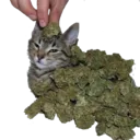 weed_cat