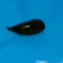 leech_rave