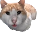 stupidcat