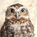 crazyowl crazyowl