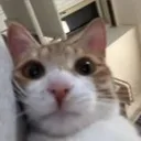 meowmeow