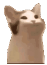 popcat