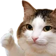 catthumbsup