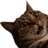 caesarughnobgv2