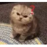 carry_cat_angry