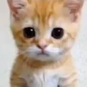cattoo_cutiee