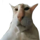 guh25