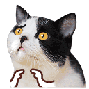 catwants