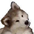 confused_dog