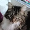 MiloSideEye