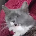 CalypsoWink