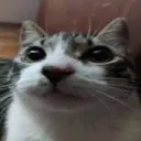 catostaredos