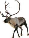 reindeer Discord Emoji - [CTF😜]AllStars&Friends