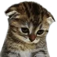 SadCat SadCat