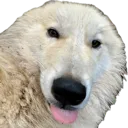 sillaywolf
