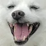 ldog