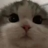 stare