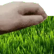 touchgrass