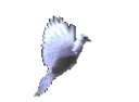 bird bird