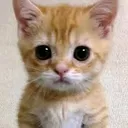 gato