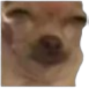 :Chihuahua: