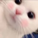 Blushcat blushCat Discord Emoji