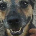 joyful