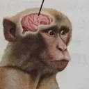 monkeystimulus