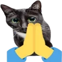 praycat