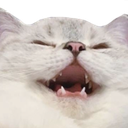 :cat_kek: