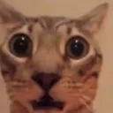 shockedcat