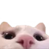 catpeek
