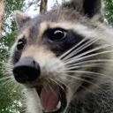 vai_nu_cred Discord Emoji