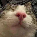 eepy_cat