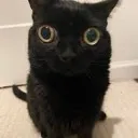 cat_jinx