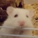 pufino pufino