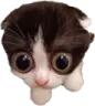 flabberghasted