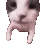 catkiss