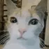 bladeecat