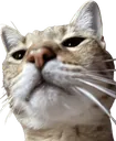 Aziz_Smug