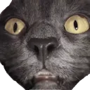 Cat_Stare