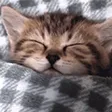 gn