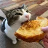 dmgifhewasacat dmgifhewasacat