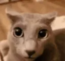 wtf