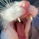 T_RAGH