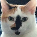 Stare