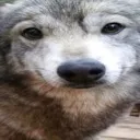 hetheywolf
