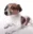 Doggo