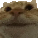 noddersCat