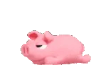 Pig_2